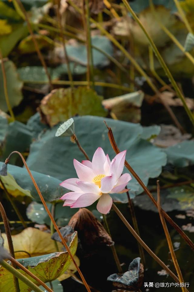 新荔枝湾