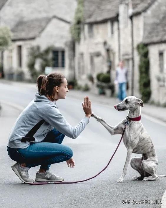 惠比特犬 惠比特犬（惠比特犬俱乐部） 动物