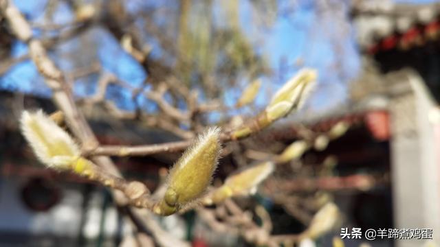 未等冬寒至 梅已報春香——北京中山公園臘梅提前綻放 盡顯芬芳