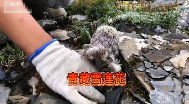 乡下野生的花有哪些（7种野生保护花再漂亮也别买）(12)