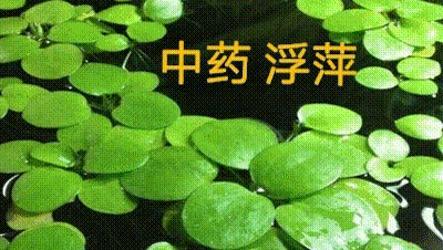 你知道水中浮萍既有发汗利尿，还有降血压、抗肿瘤的作用吗？
