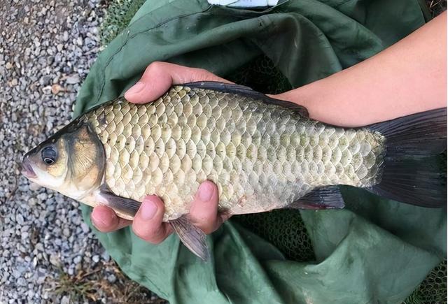 湘云鲫的养殖技术 加大号的鲫鱼,1年能长2斤多,却不能繁殖后代,南方