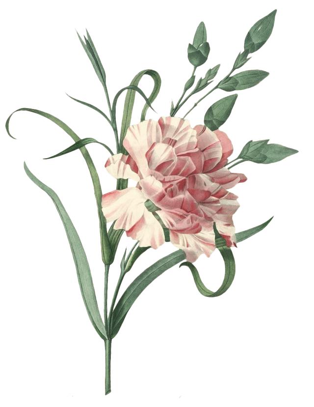 花卉图案手绘简单（漂亮的花卉手绘图案）(20)