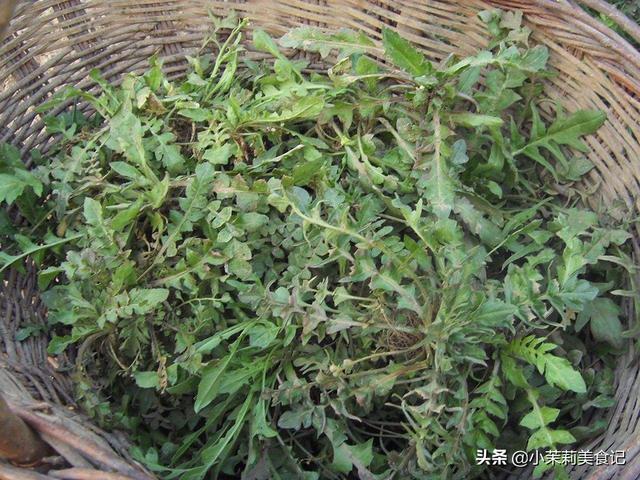 阳春3月，8种“山野之珍”该吃了，鲜美营养，每口都是春天的味道