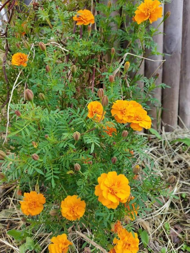 春天的花 春天的花（春天的花教案） 生活