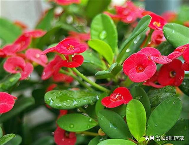 6种适合花园种的开花植物 花开不断 常年有花 新闻时间