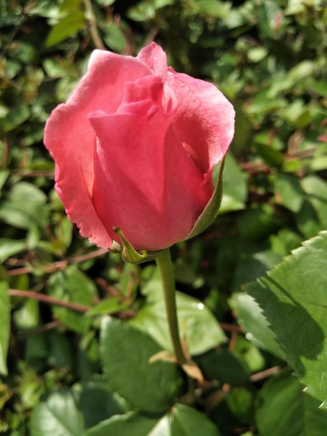 最好的季节