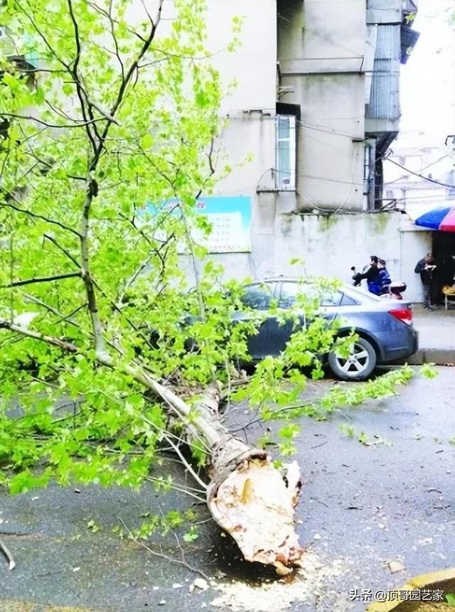 暴风雨来袭，你家花园可曾安好？