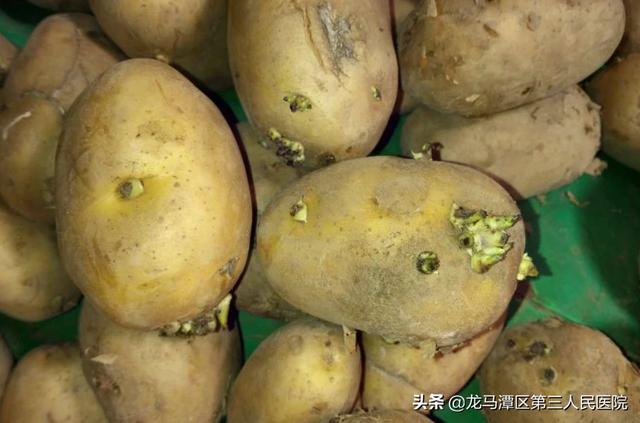 发芽的蔬菜到底还能不能吃？详尽解答来了！