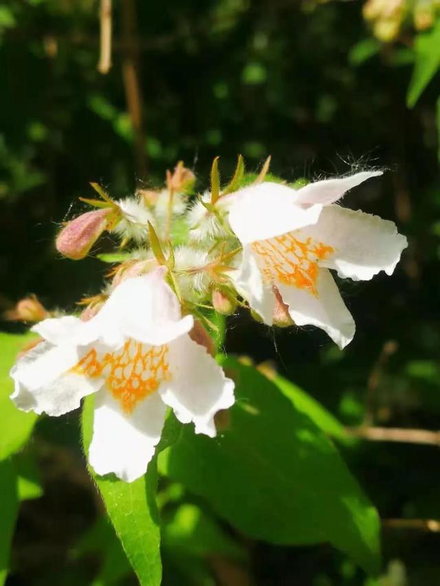 春花去迎夏来