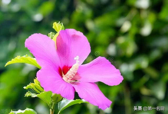 野菜有哪些 野菜有哪些（能吃的野菜有哪些） 生活
