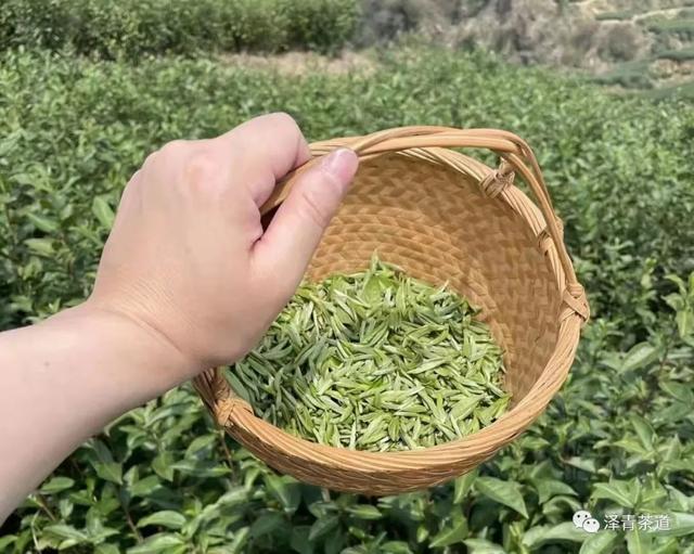 清明时节，如何喝茶养生