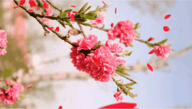 花落不言愁，天涯相思老，梦中情，梦中诗
