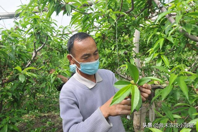 桃树适量留花留果才能多结优质大果，桃树如何疏花疏果才合理？9