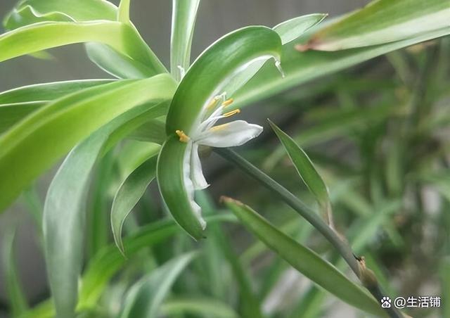 吊兰开花 吊兰开花（吊兰开花预示着什么） 生活