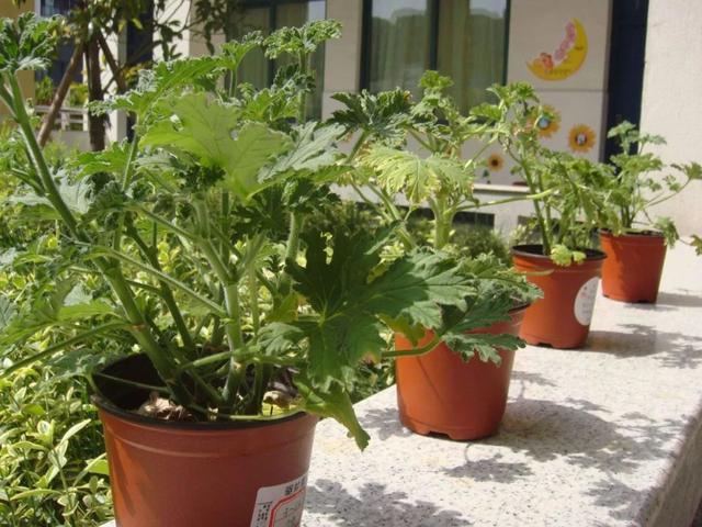驱蚊草 驱蚊草（驱蚊草图片） 生活