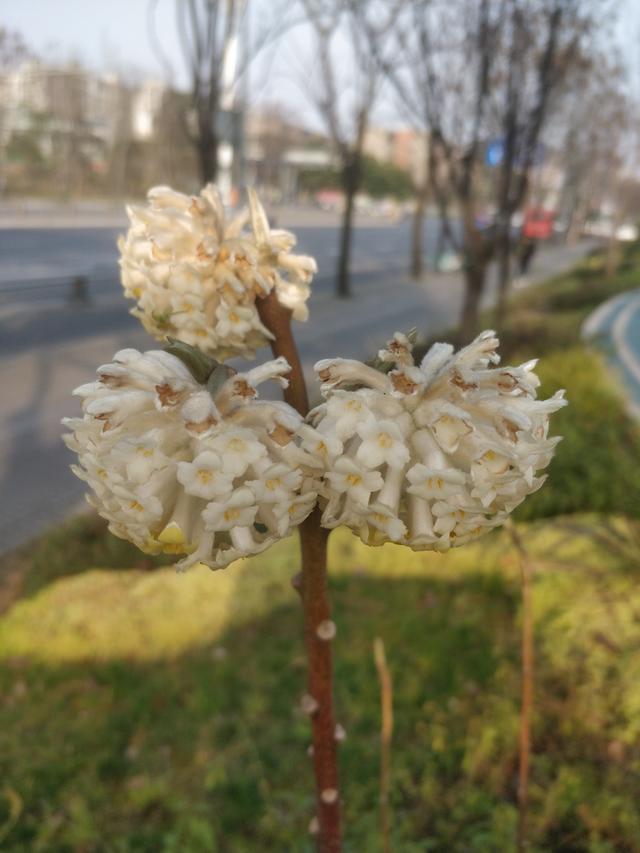 结香 结香（结香花的寓意和风水） 生活