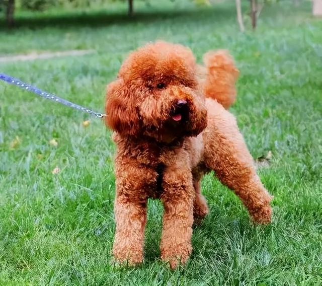 比熊和泰迪哪个好养,泰迪和比熊到底哪个更好(其实泰迪要比比熊犬更好