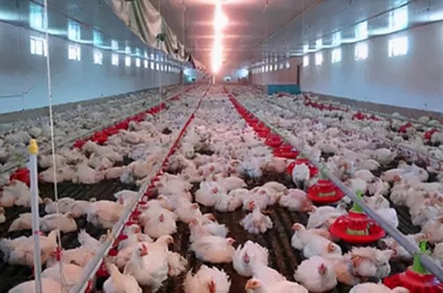 亚洲第一养殖户，年入500亿培养48个亿万富翁，保洁阿姨身价千万