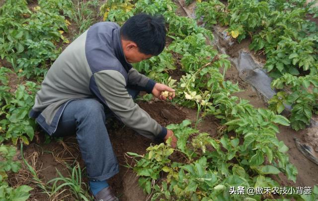 土传病害难防治，但未必不能根治，关键是要找对防与治的方法2