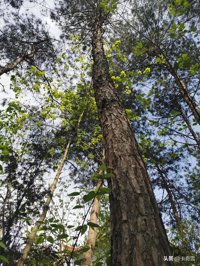 随手一拍就是风景