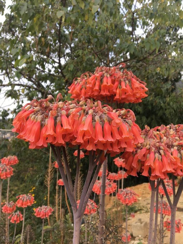 落地生根开花图片功效图片