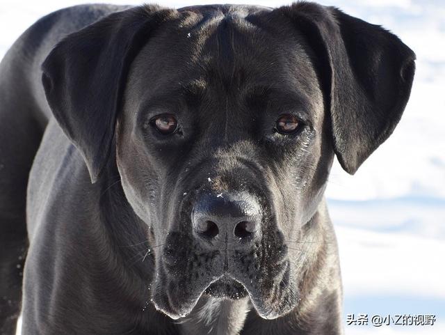 庫達犬 庫達犬(庫達犬打架視頻大全) 創業融資