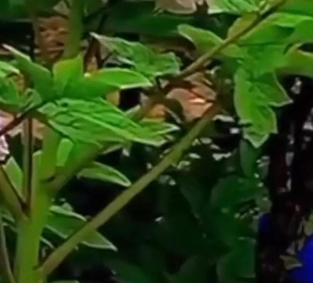 心中总有一朵花