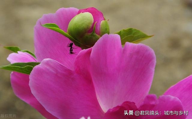 芍药花盛开，蚂蚁“赏花”流连忘返