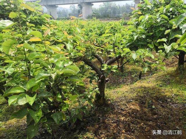 除草剂效果发挥受多种因素影响：什么时候打除草剂效果更好5