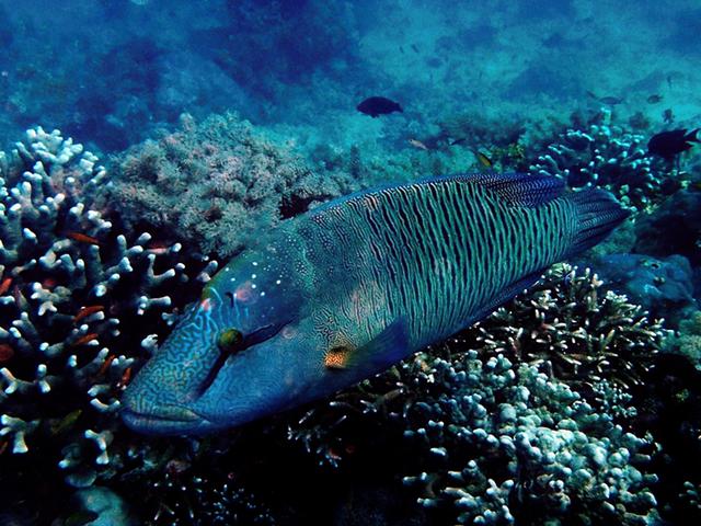 龙王鲷  黄金龙王鲷 资讯 龙王鲷  黄金龙王鲷 资讯