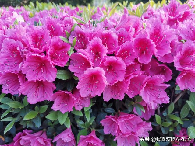 只为杜鹃来开花