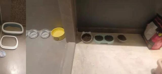 “确诊后，我的猫就要被人道销毁？”