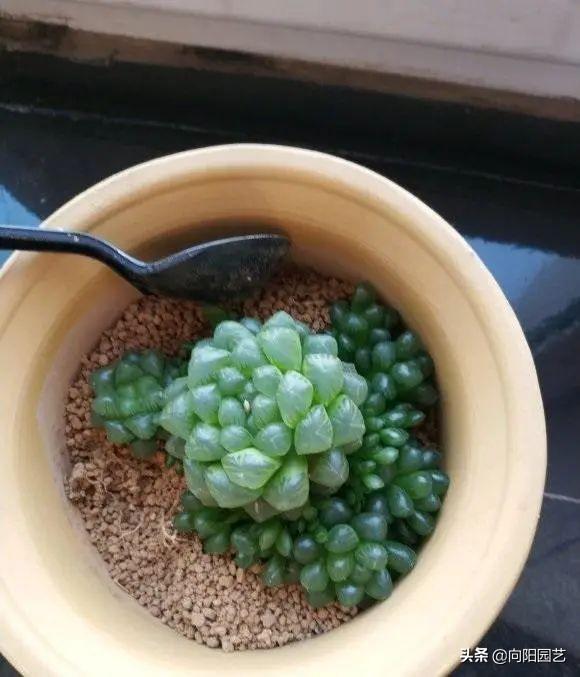 冰灯玉露