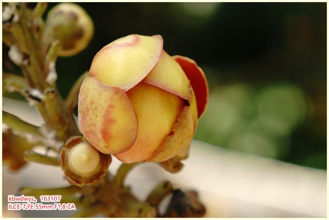 生活雜記：坡島散記08——流連忘返植物園