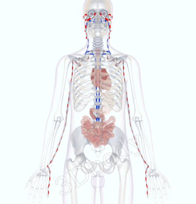 中医精美3D经络图，手太阳小肠经，大河养生古法八段锦必备