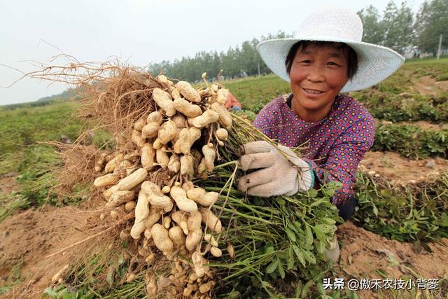 花生如何施肥才能更高产？建议农民注意这几点5