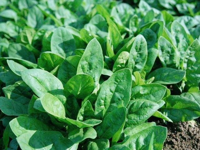 春分至、万物发，记得吃2样忌1样，寓意春分得意，往后日子更顺利