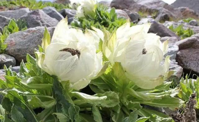 乡下野生的花有哪些（7种野生保护花再漂亮也别买）(8)