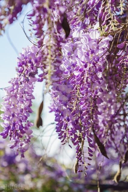 种紫色花开花很惊艳人人都喜欢 新闻时间