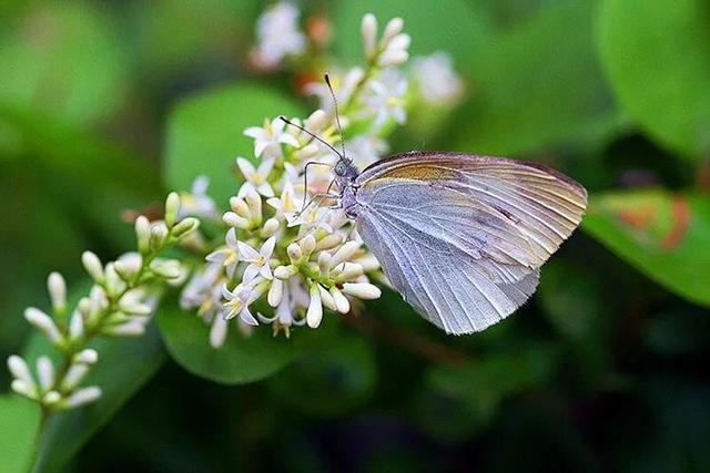 回顾春天百花争艳、招蜂引蝶图片大赏