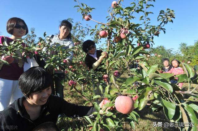 糖精与米糠搭配，给苹果树一撒，果多果甜果大，助力亩产1万斤18