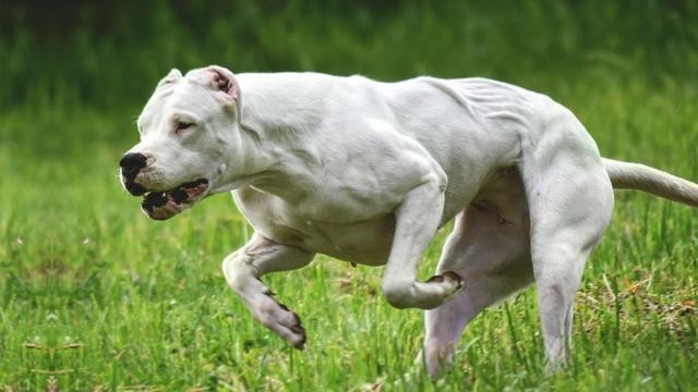 杜高犬打架