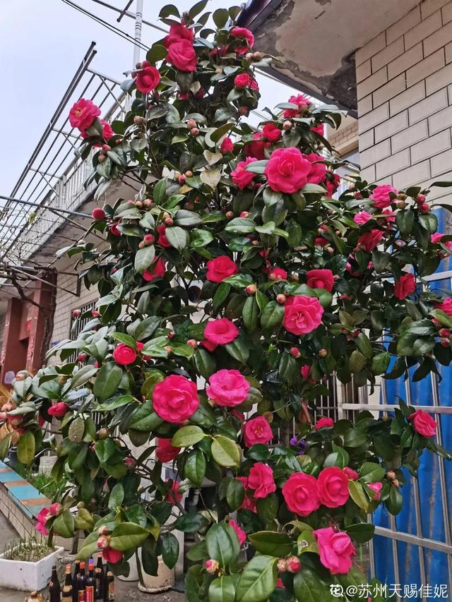 漳州鹅卵石制砂机厂家