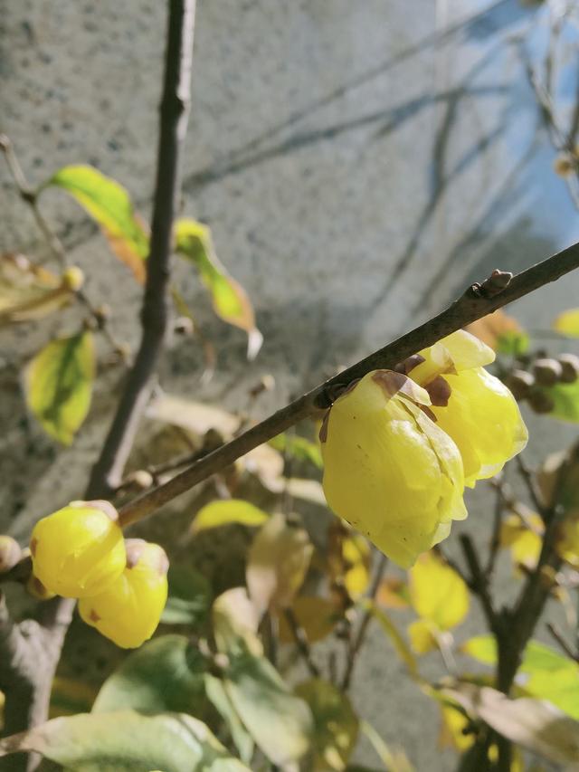 腊梅花 腊梅花（腊梅花的花语和寓意） 生活
