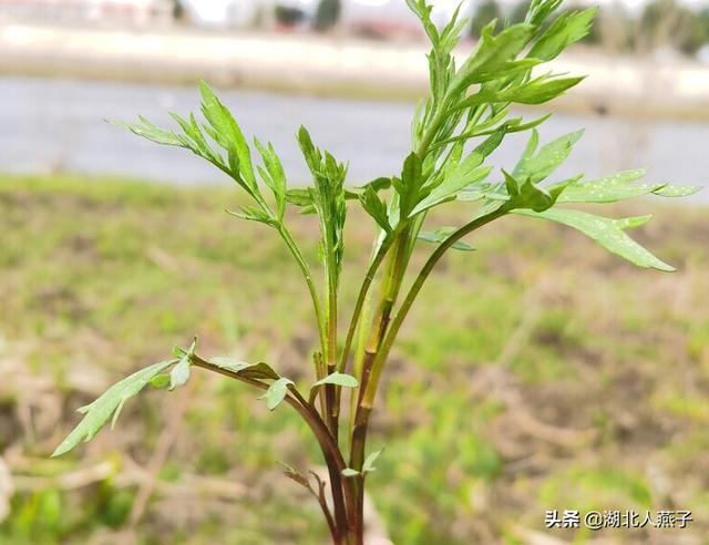 春天的野菜