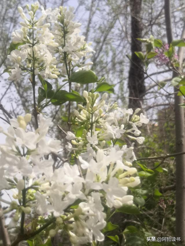千千结里，暮春意徜徉，紫气更芬芳，丁香粉黛满城香