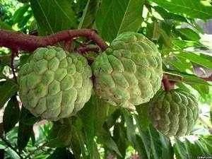 其中有许多热带亚热带水果,你吃过的有哪些?见过的有哪些?