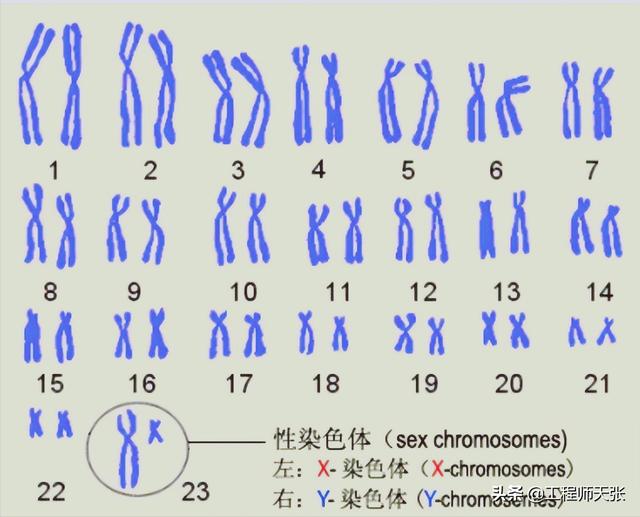 杭州杀妻案细节曝光！常规方法无效，最后线粒体DNA技术锁定证据