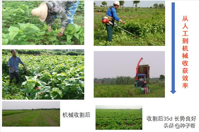 吉林桑葚破碎机